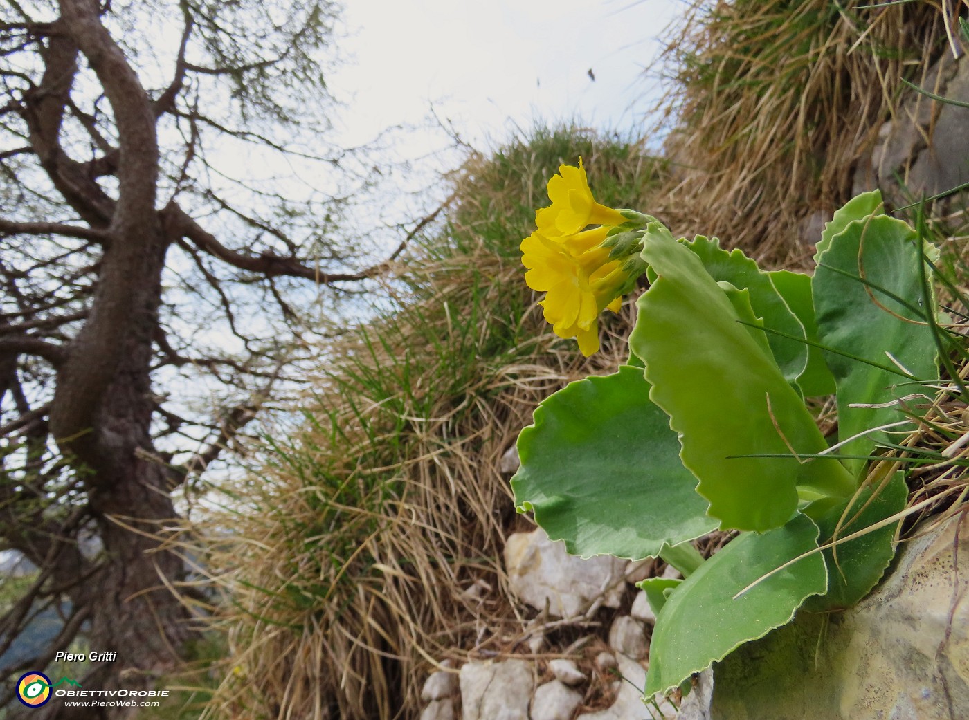 41 Primula auricula-Orecchia d'orso.JPG